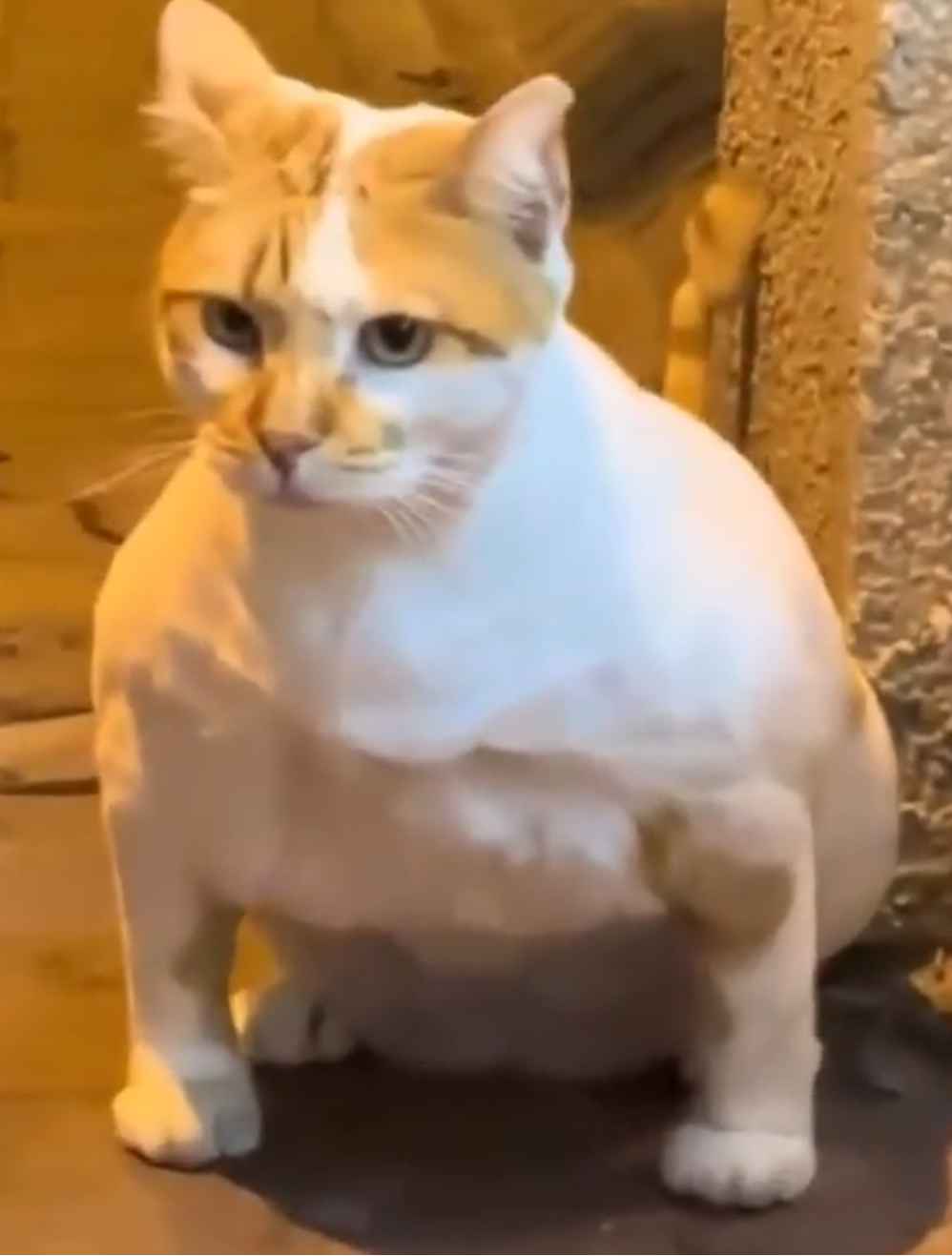 muscular.png