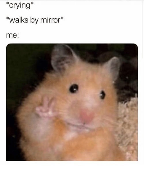 6231b89a5b489.jpeg