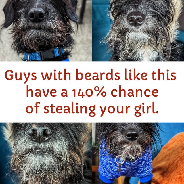 guys-with-beards-like-tgis-have-a-140-chance-of-stealing-v0-7bs3yf995wua1.jpg