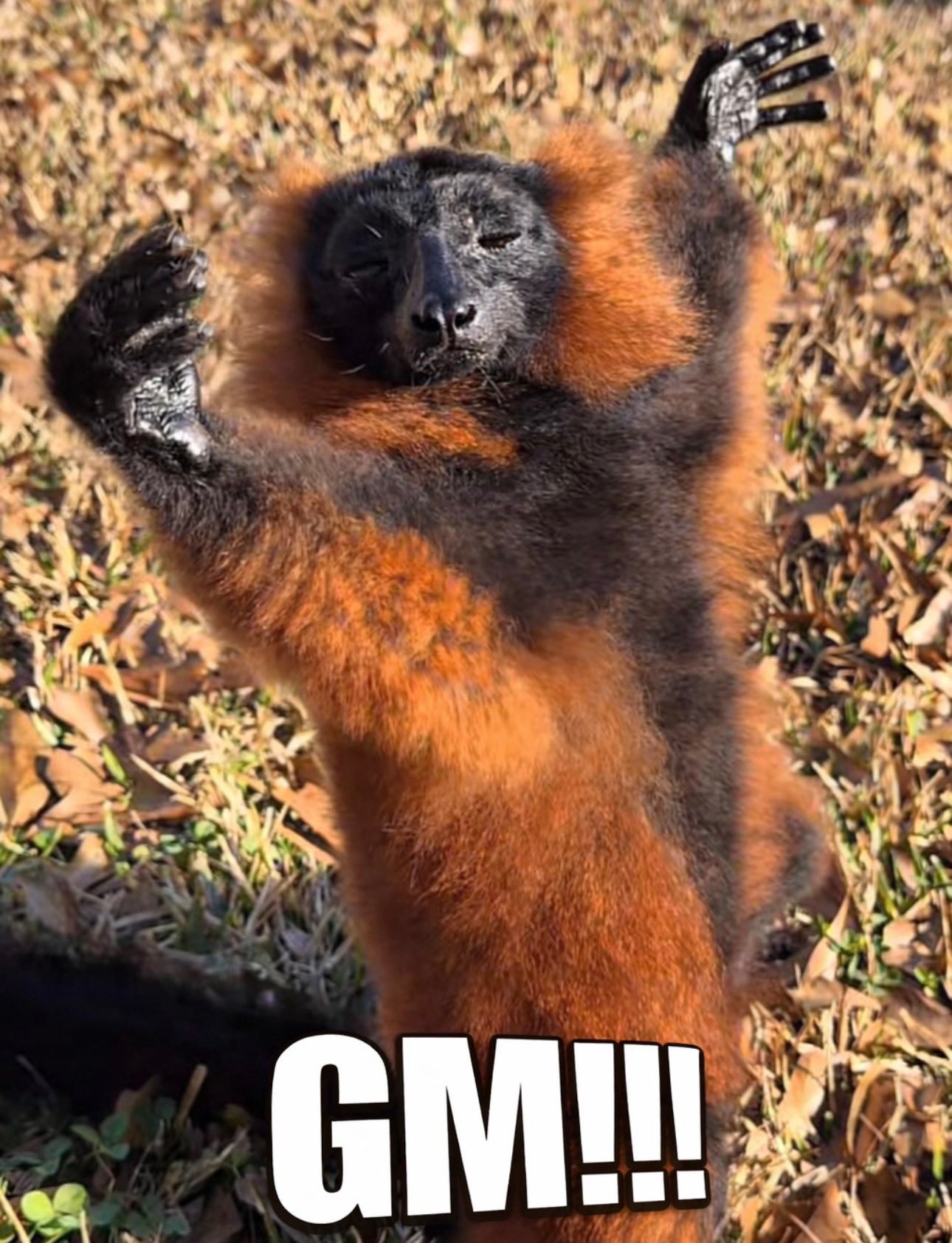 GM Lemur.jpeg