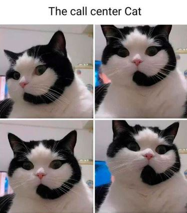 call center cat.JPG