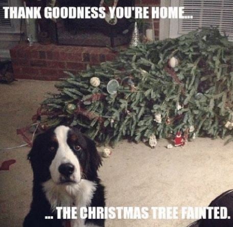 christmas tree fainted.JPG