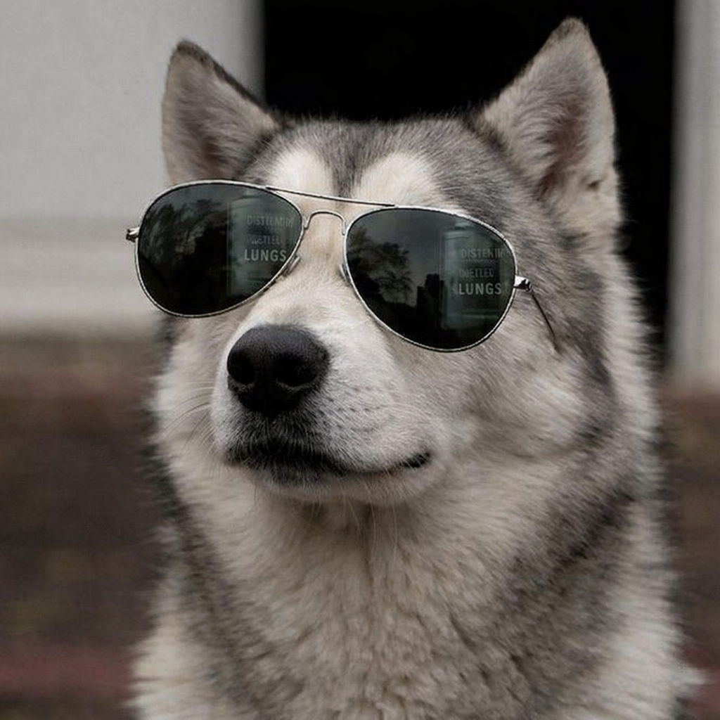 Zapadno-Sibirskaïa Laïka.png