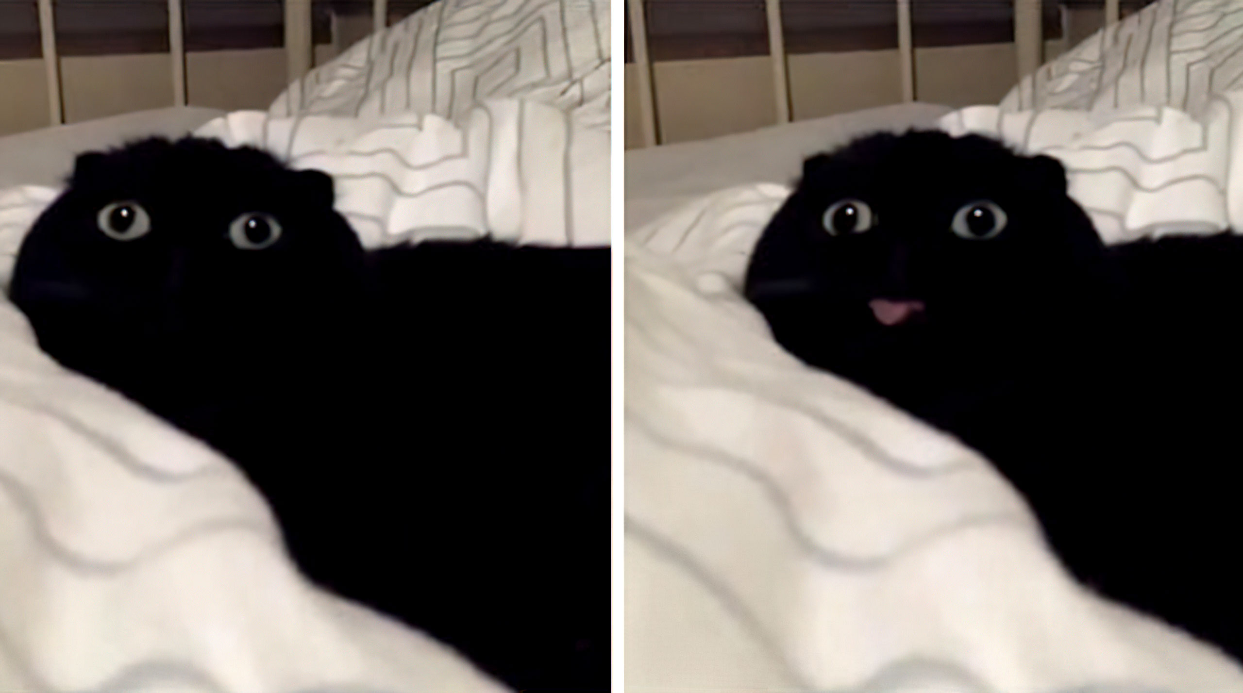 When X vs When X Template - Blep Cat - Tongue Sticking Out - Chat Cat Langue 2.jpg