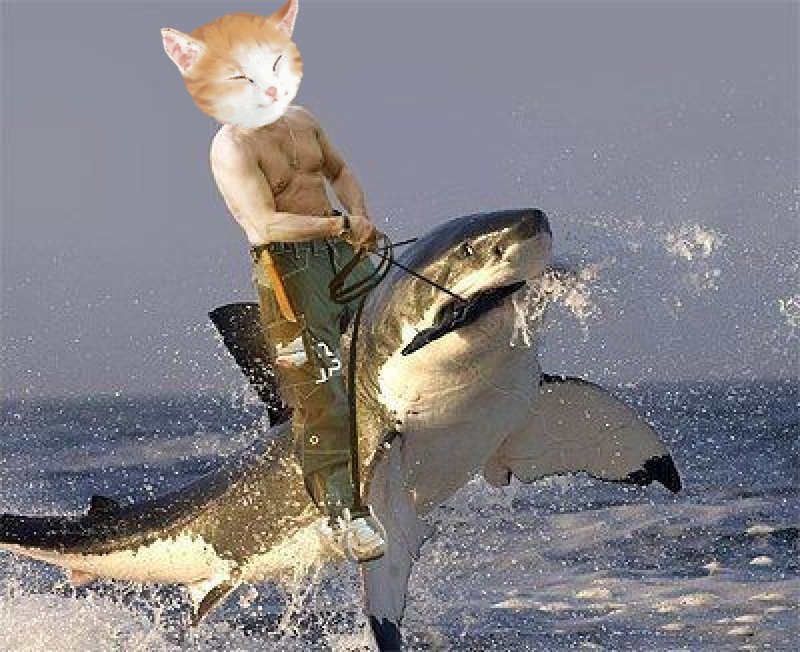 Shark riding