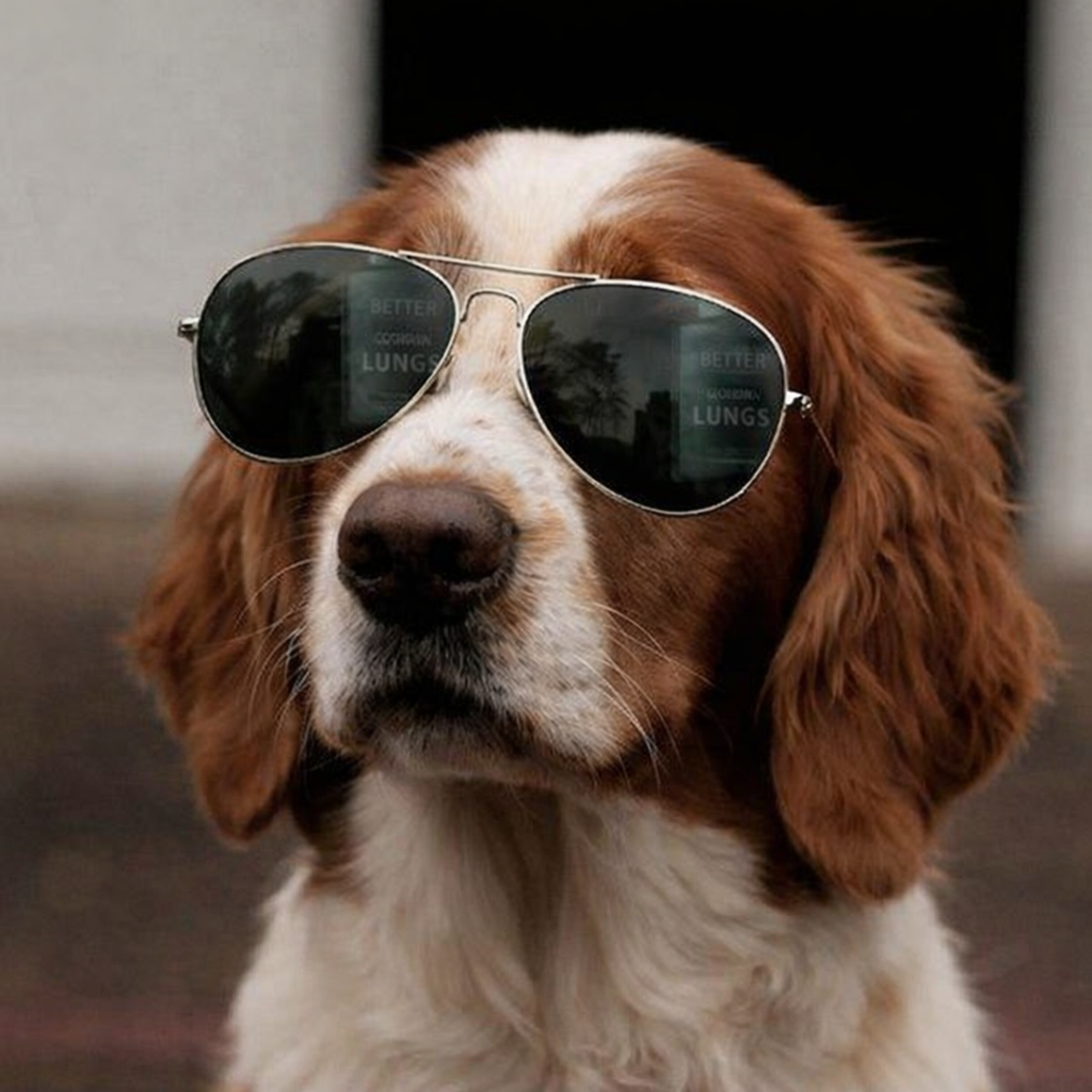 Welsh Springer Spaniel.png