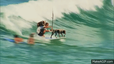 dog surf.gif