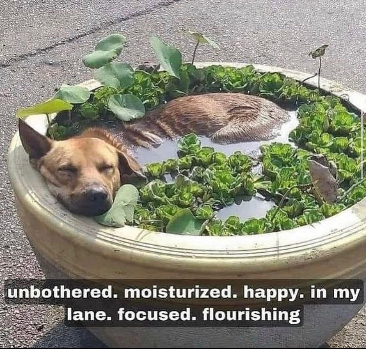 unbothered moisturized happy in my lane doggo.jpg