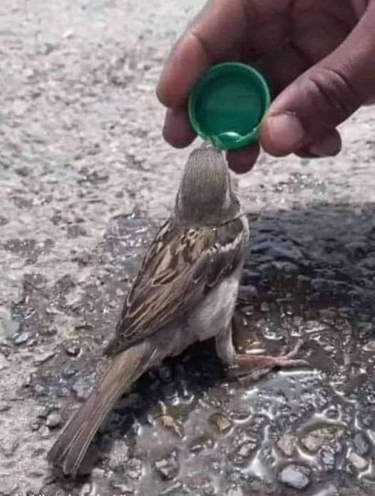 bird drinking from bol
