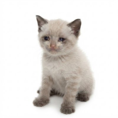 CashKitten