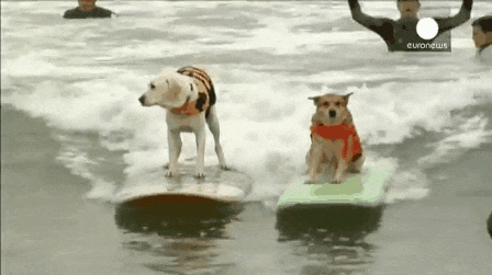 dog surf 2.gif