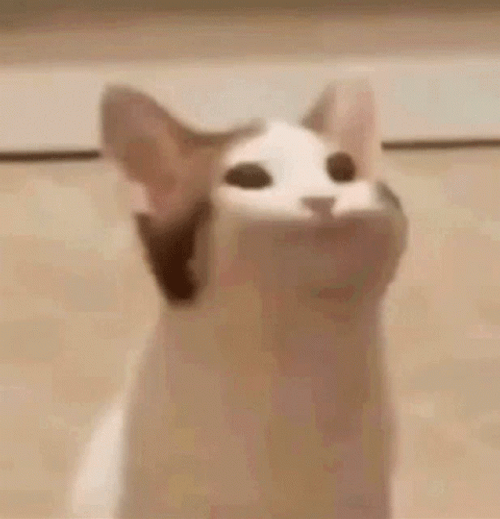 pop-cat-meme-wen-boghgmkdqyclpq2p.gif