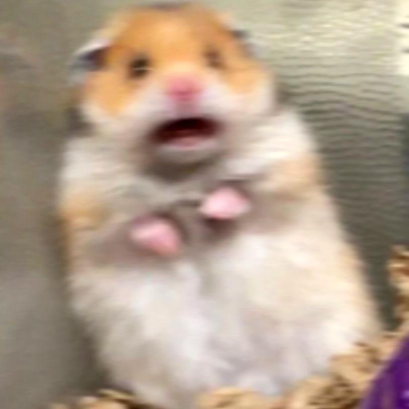 Hamster.jpg