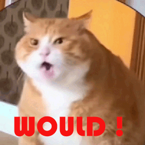 would-meow.gif