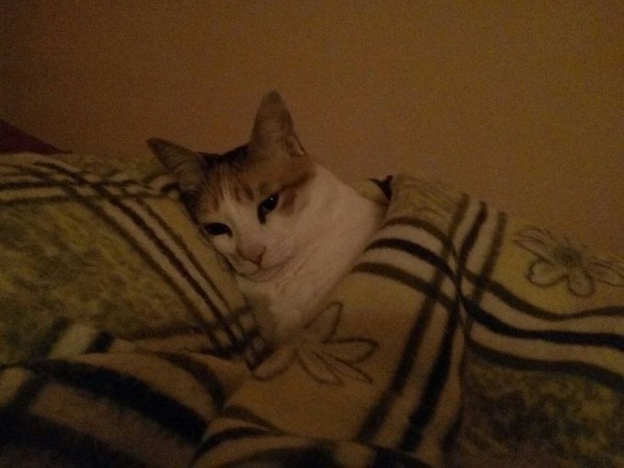 IMG_4527.jpeg