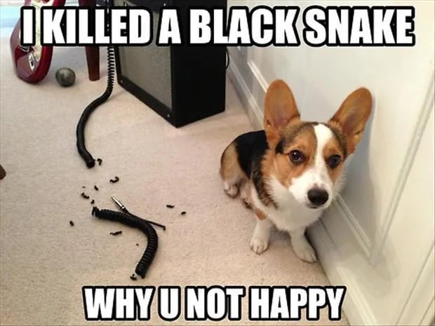 funny-dog-memes-i-killed-a-black-snake-why-u-not-happy.webp