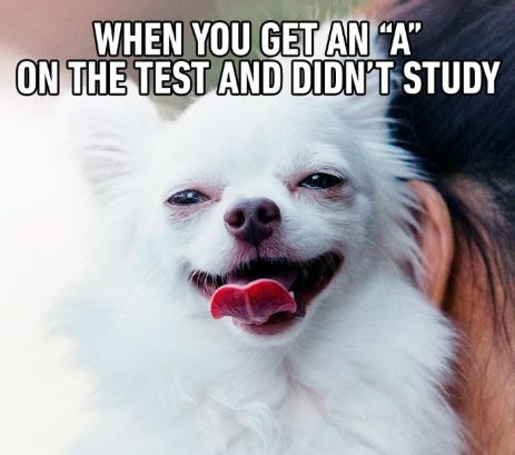 A student dog.JPG