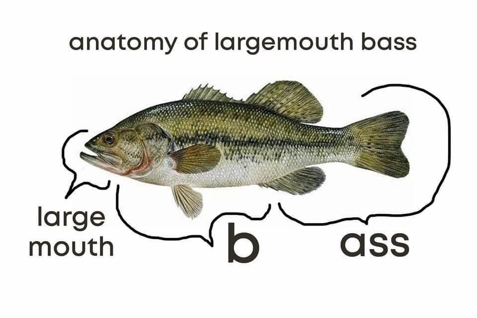 bass anatomy.jpg