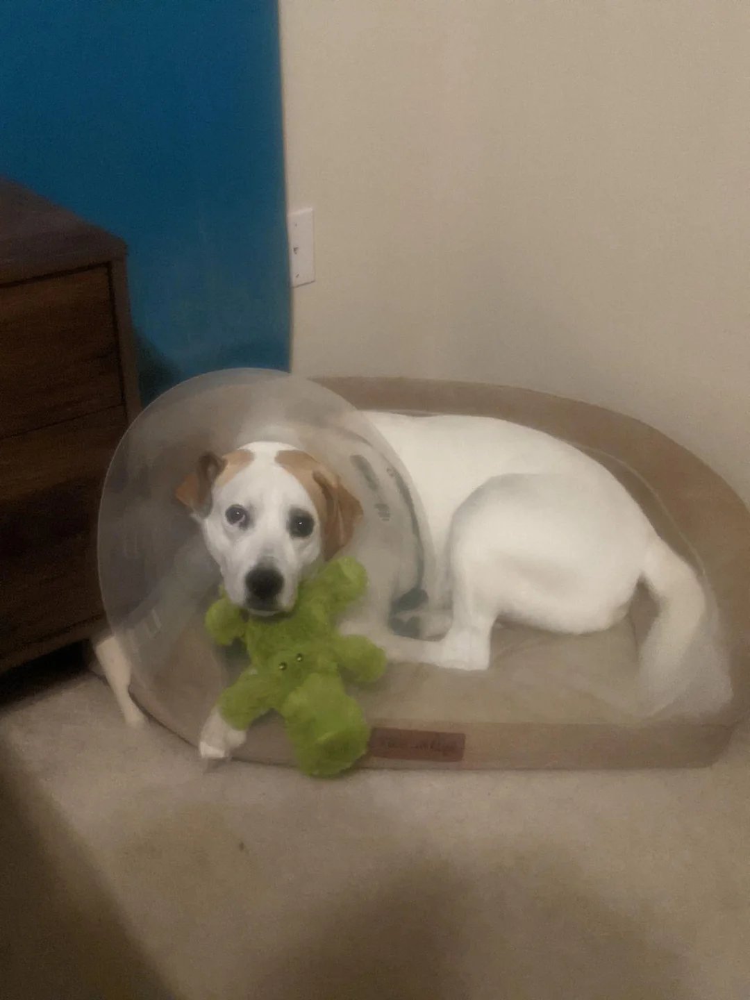 our-dog-hopper-had-surgery-for-a-completely-torn-acl-v0-cq40bt2hx25d1.webp