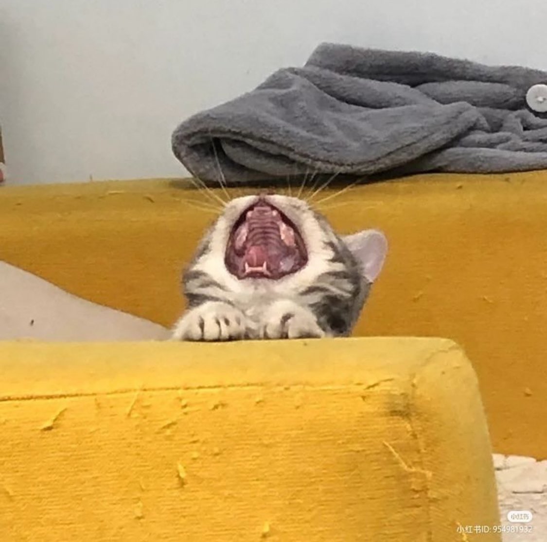 RT @catshouldnt: https://t.co/jzqkbSwk8p