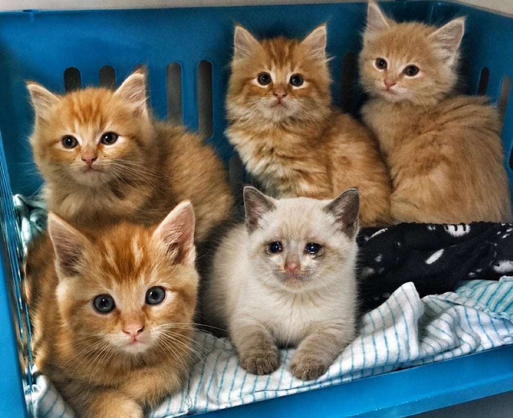 Kitten Litter