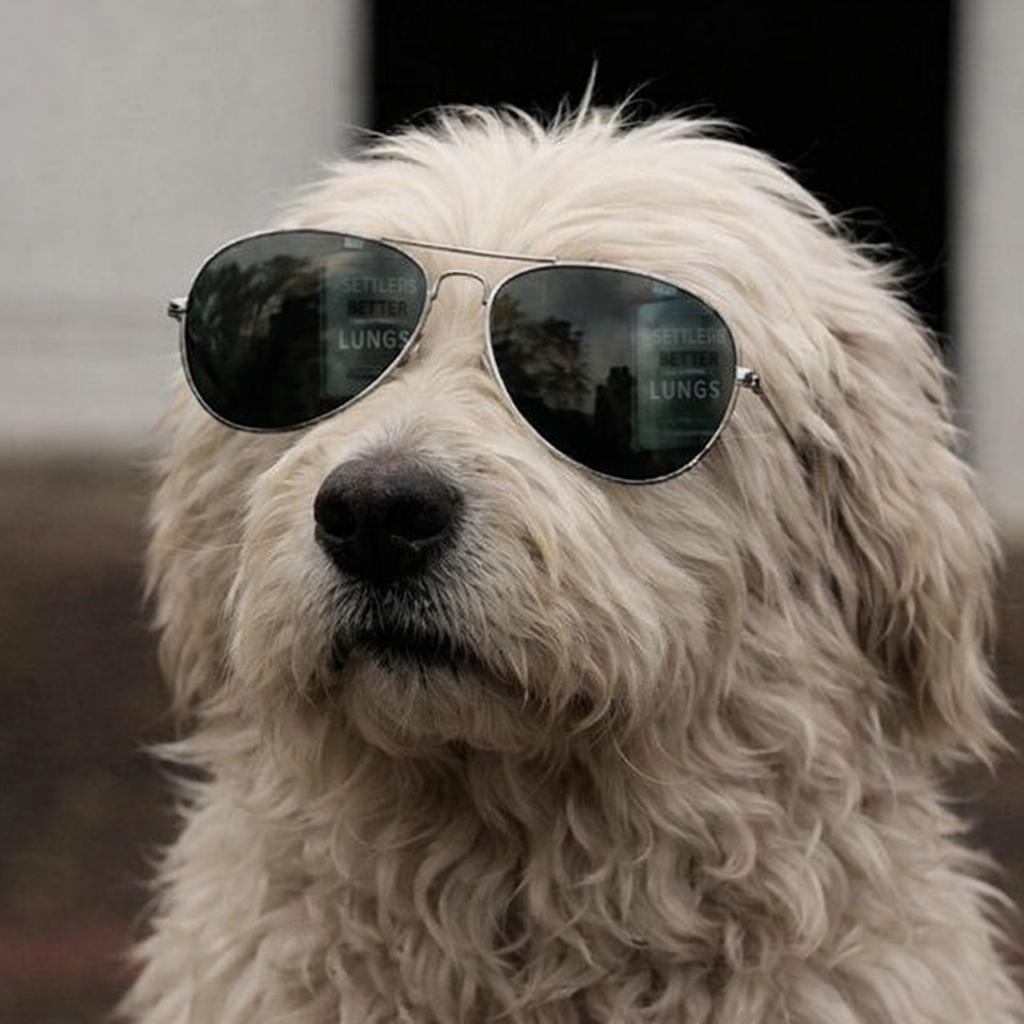 Yuzhnorusskaya Ovcharka.png