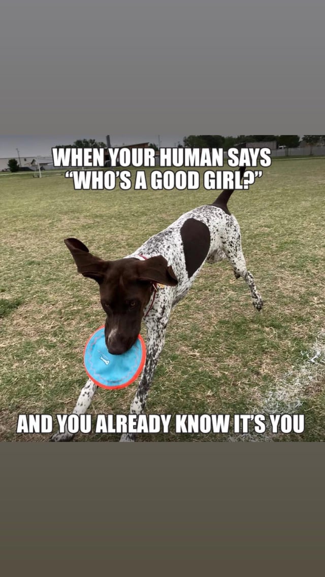 when-your-humans-ask-you-whos-a-good-girl-v0-59db1v0cq6wa1.jpg