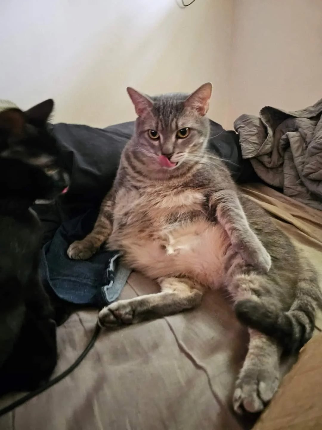 jabba-the-cat-v0-2d9gzmr3cv2d1.webp