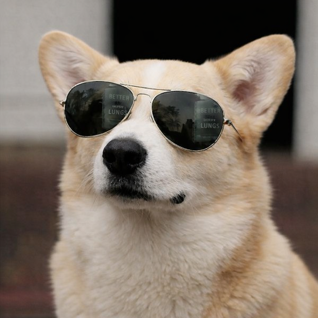 Welsh Corgi (Cardigan)1.png