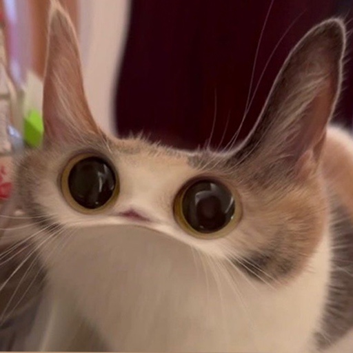 meep