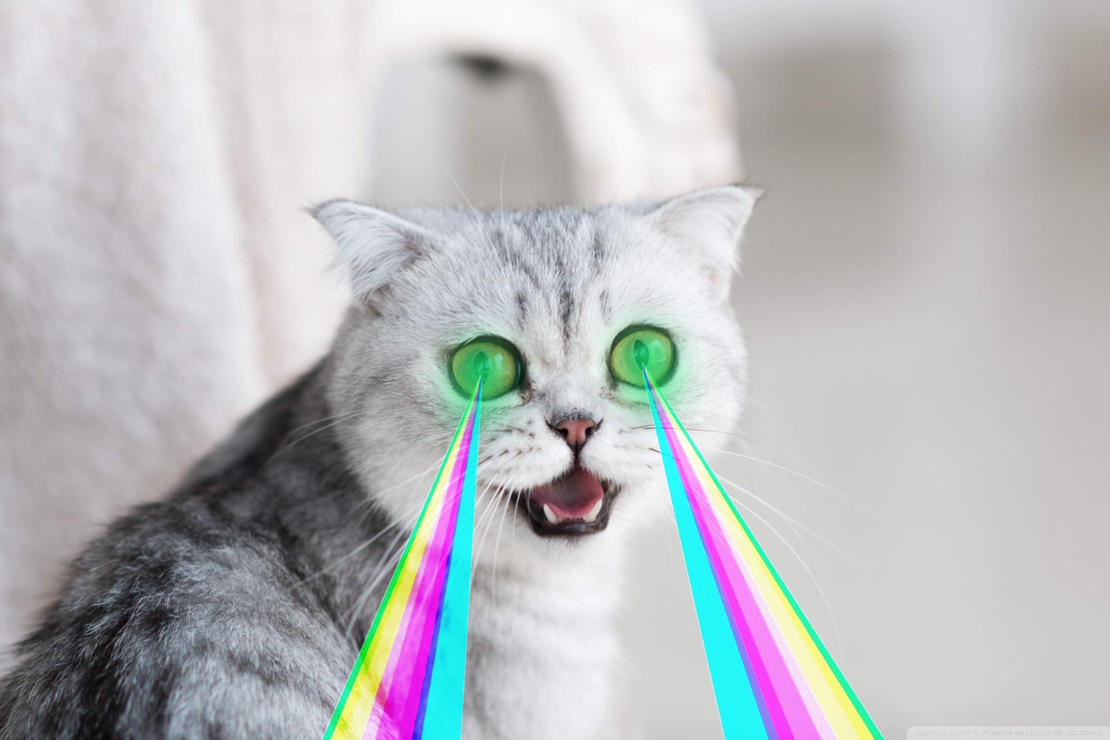 Silly_cat_4.png