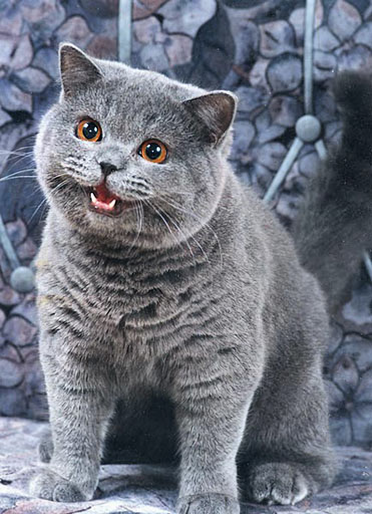 Happy Cat _ NEDM (Not Even Doom Music) _ I Can Has Cheezburger Cat - Upscale 2x.png