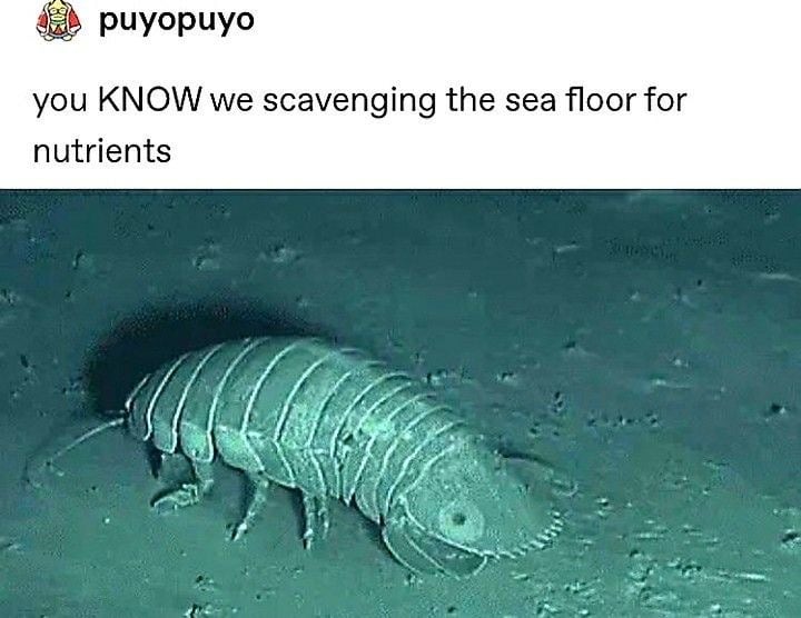 sea floor scavenger.jpg