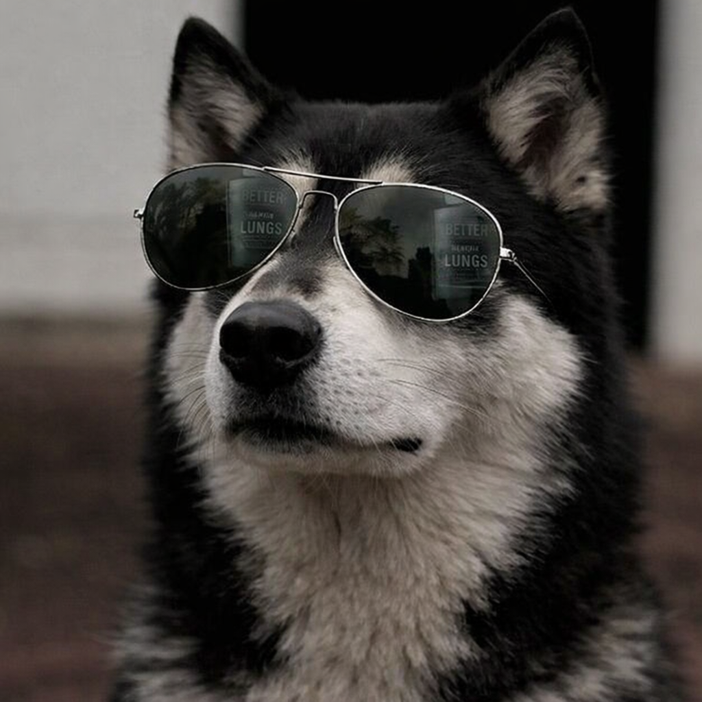 Vostotchno-Sibirskaïa Laïka.png