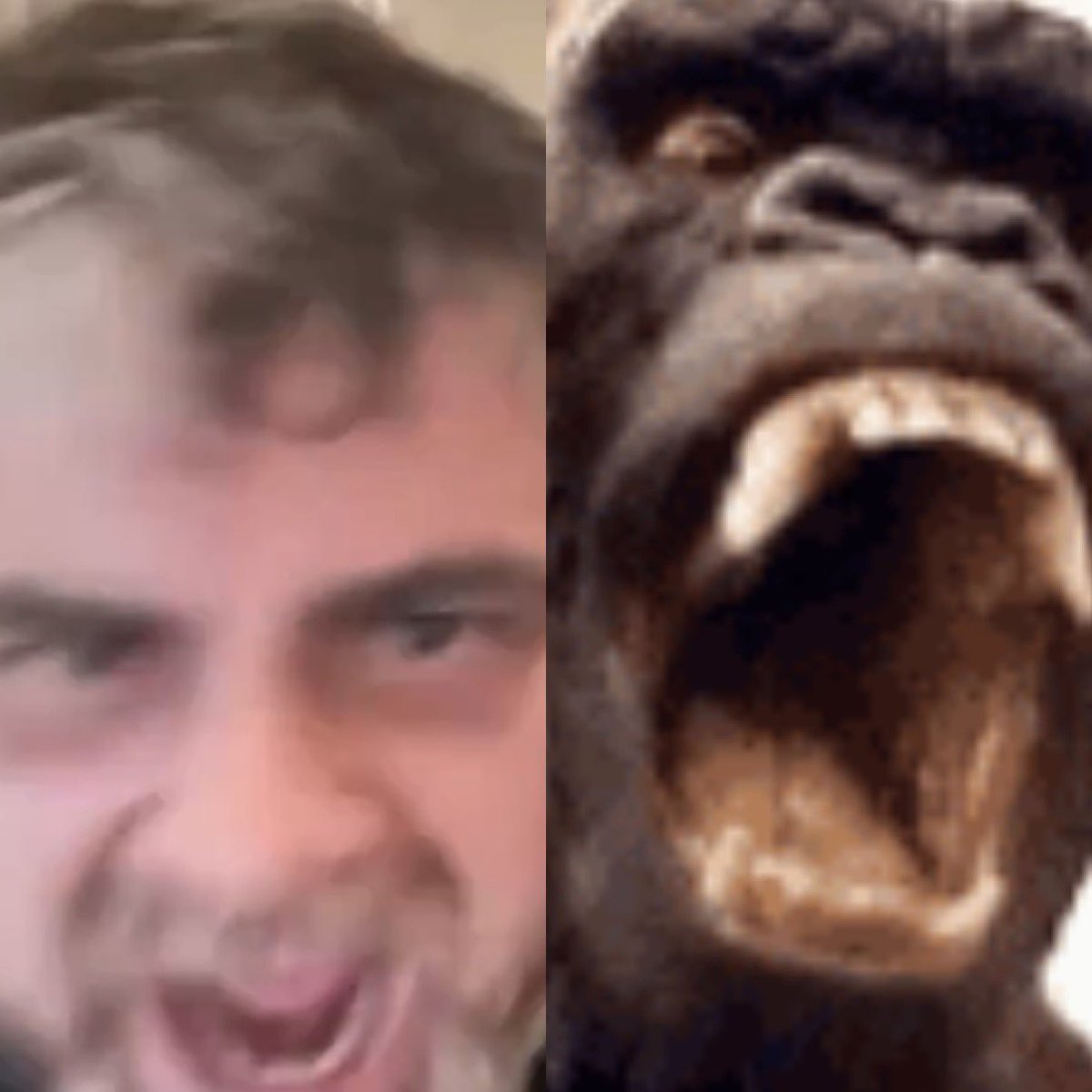 Bitboy on 100 grams of coke vs 1 gorilla https://t.co/cAlj0Jf00b