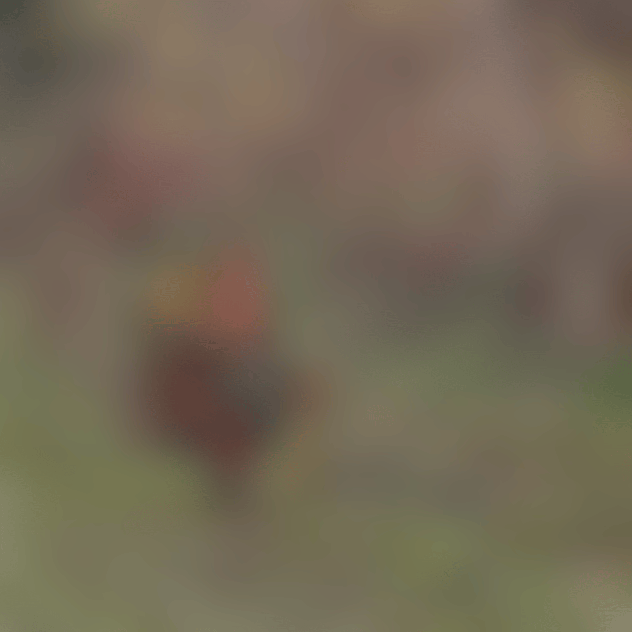 pizza gnome done.png