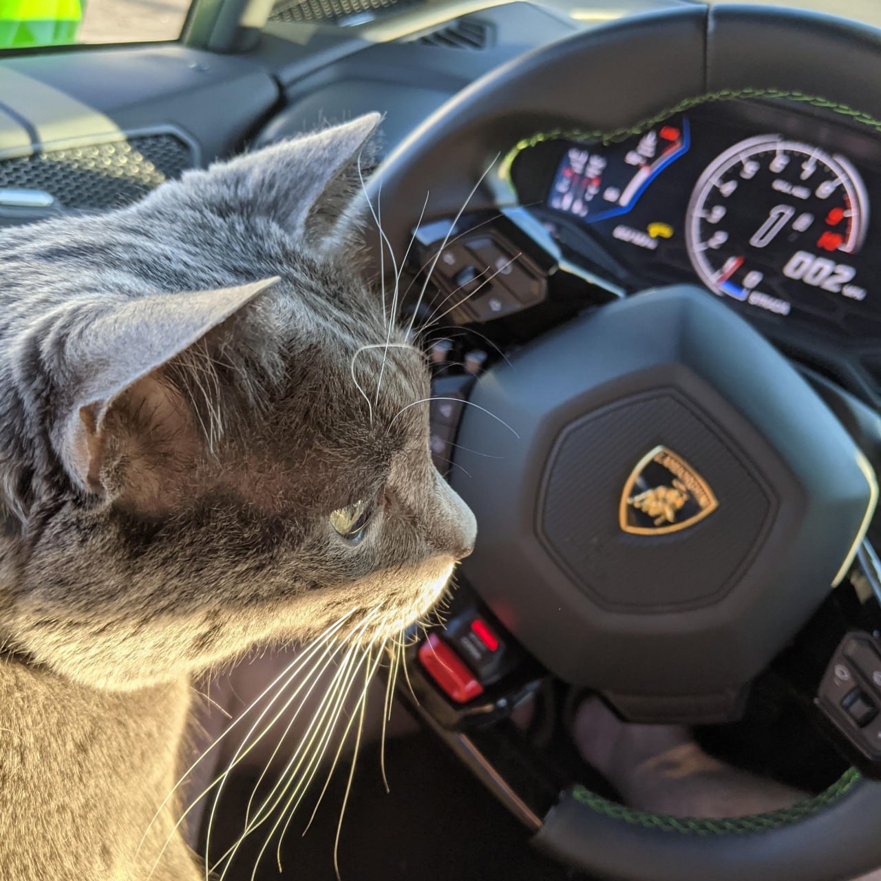 LAMBO AND CATS