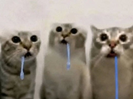 DroolingCatMemes