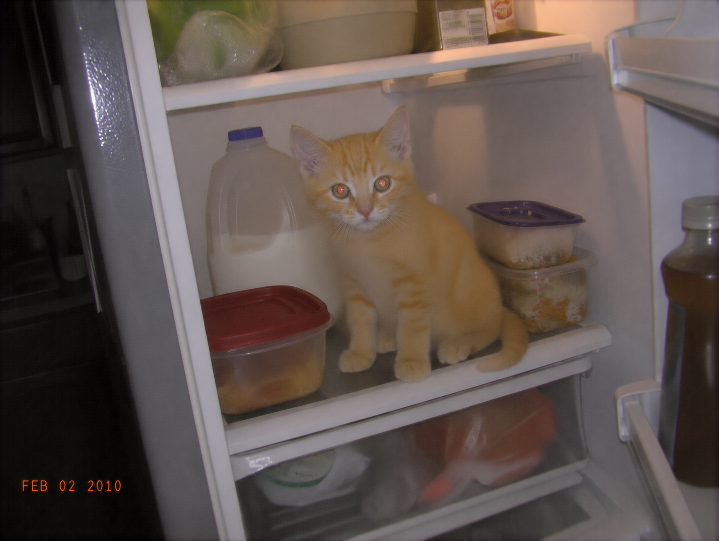 sirius-53-fridge-squatter.png