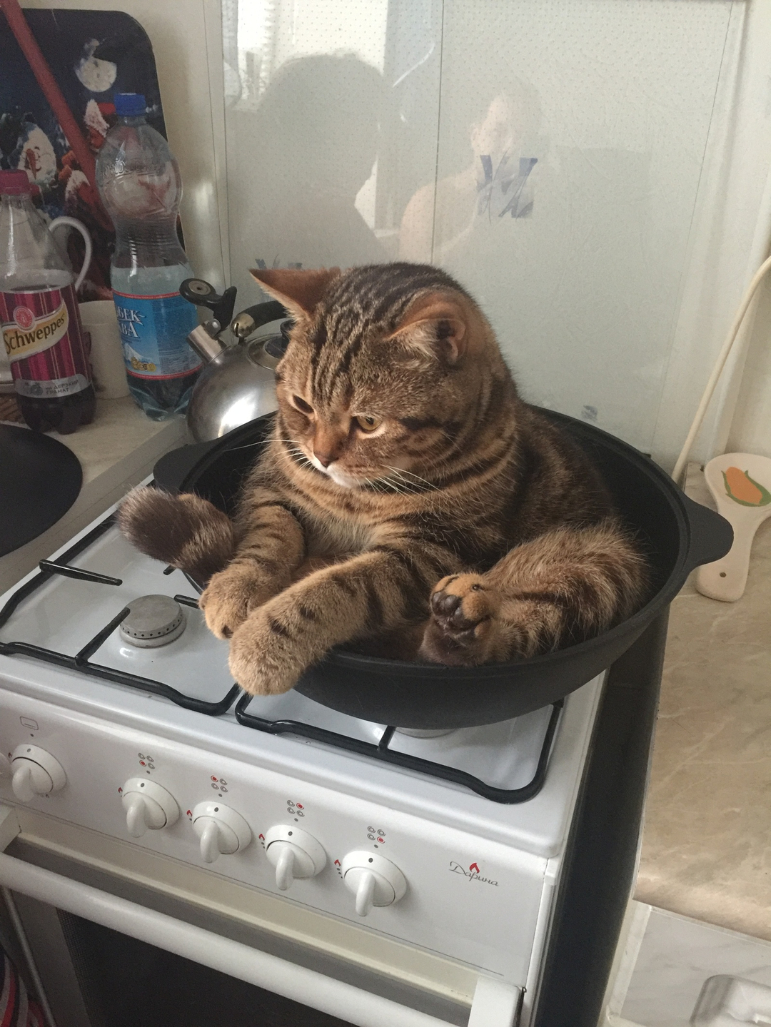 Just Light It, Linda _ Depressed Cat In Pot On Stove - Full Image.jpg