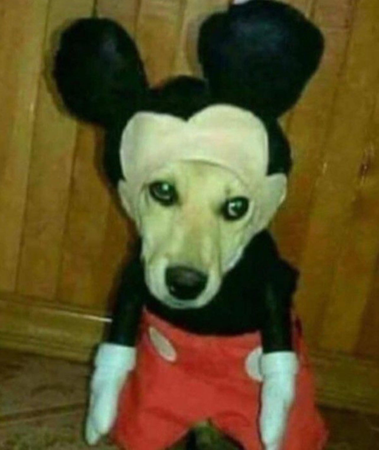 down bad dog mickey.jpg