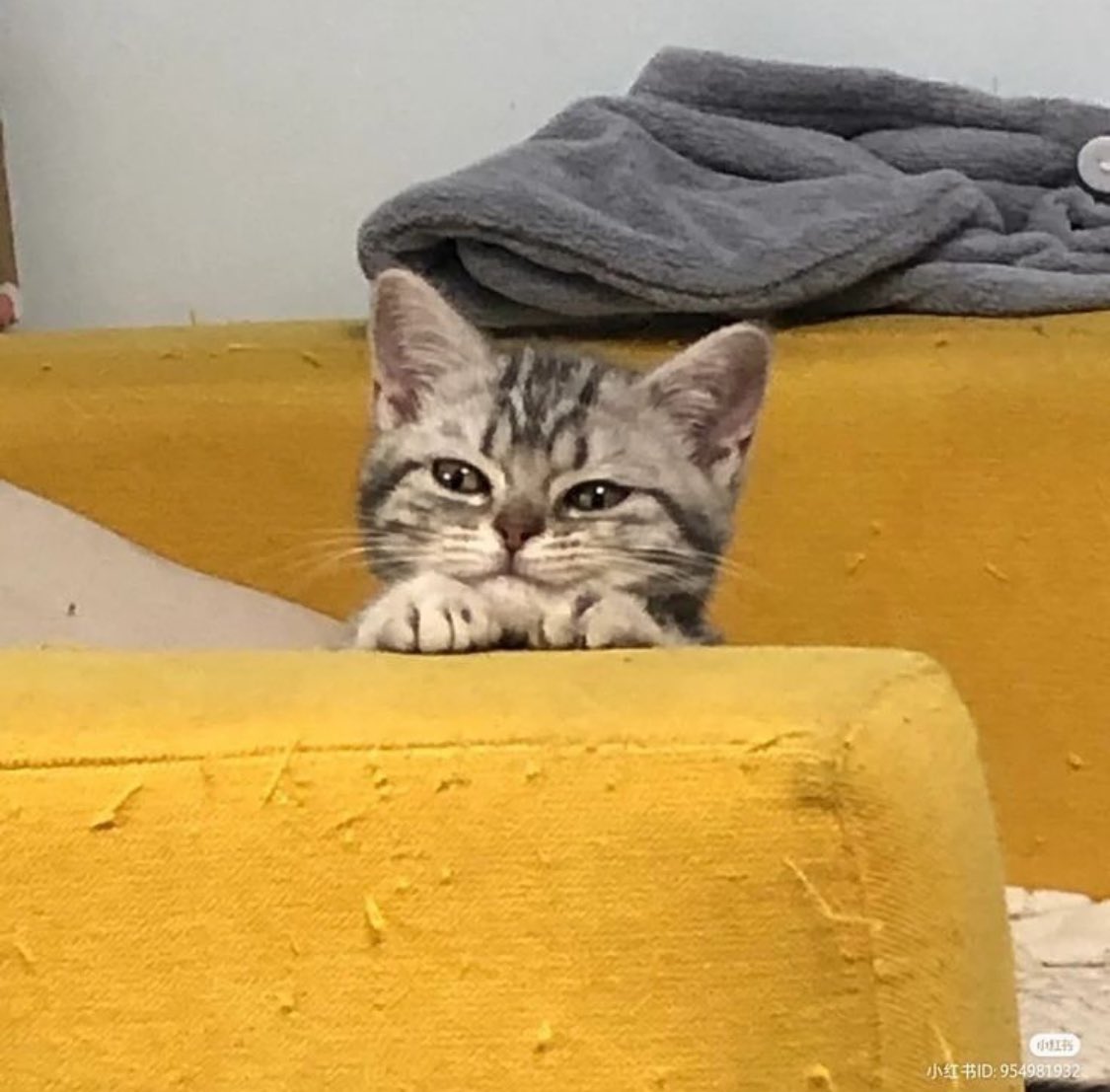 RT @catshouldnt: https://t.co/jzqkbSwk8p