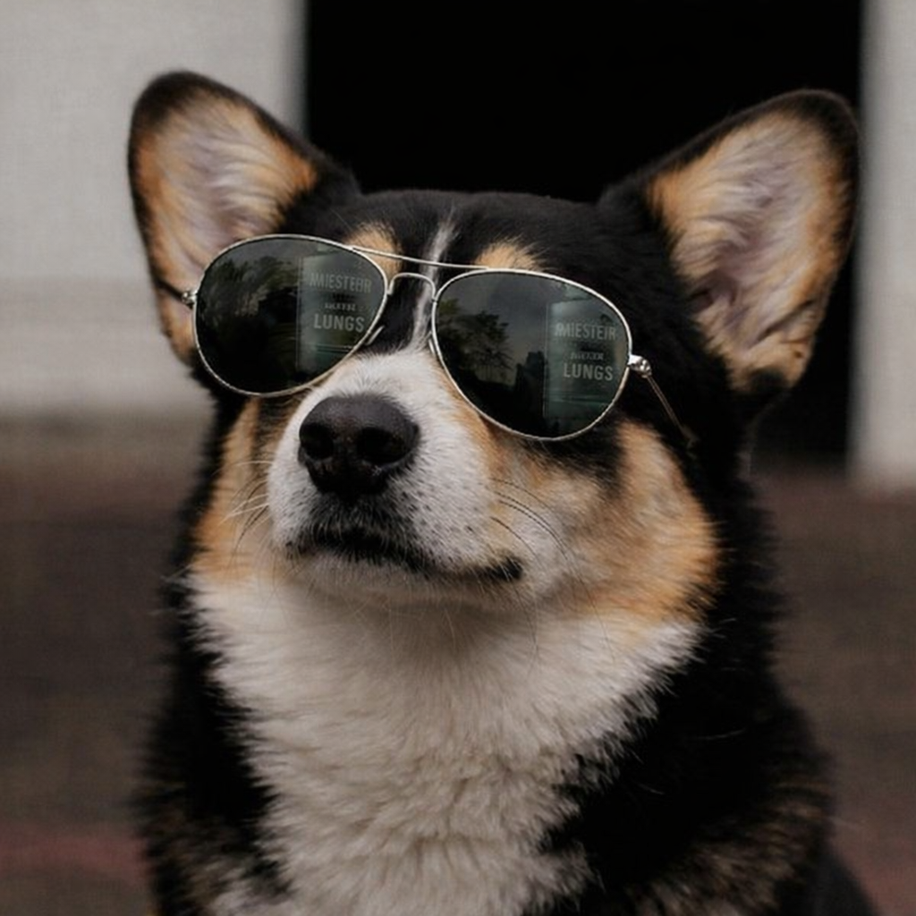 Welsh Corgi (Pembroke)1.png