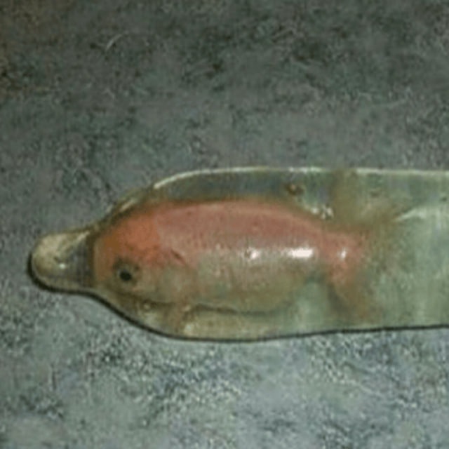 fishincondom