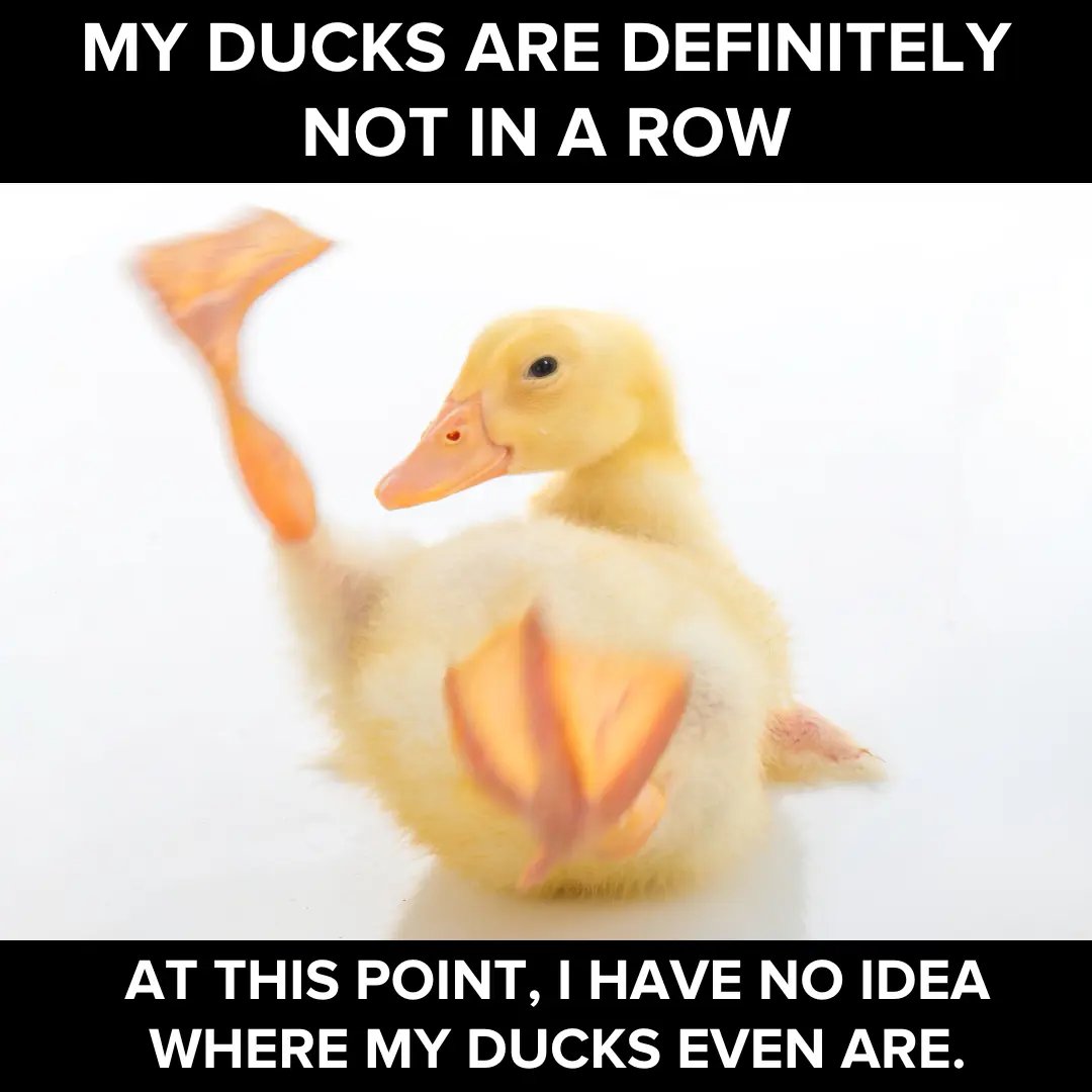 Ducks_in_a_Row_MEME.webp