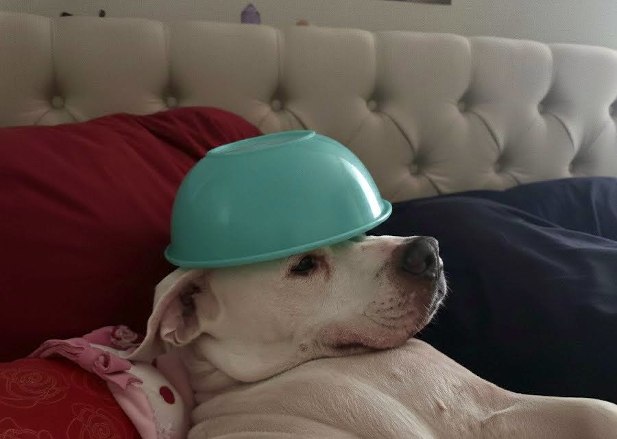 dog bol