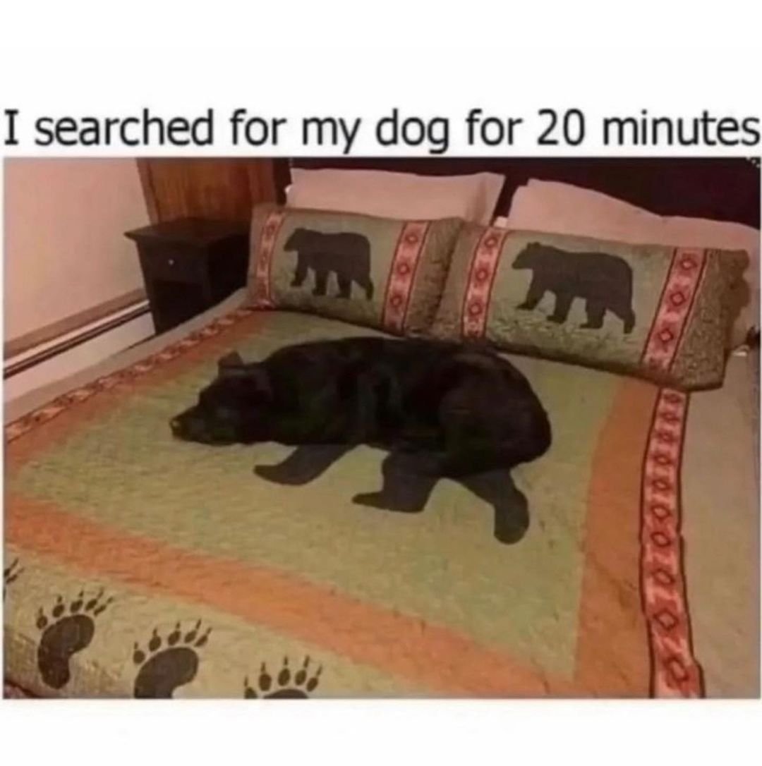 I searched my dog for 20 minutes