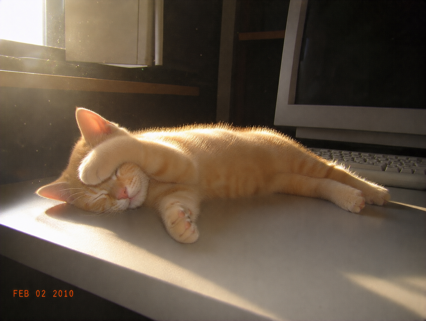 sirius-49-sunbeam-nap.png