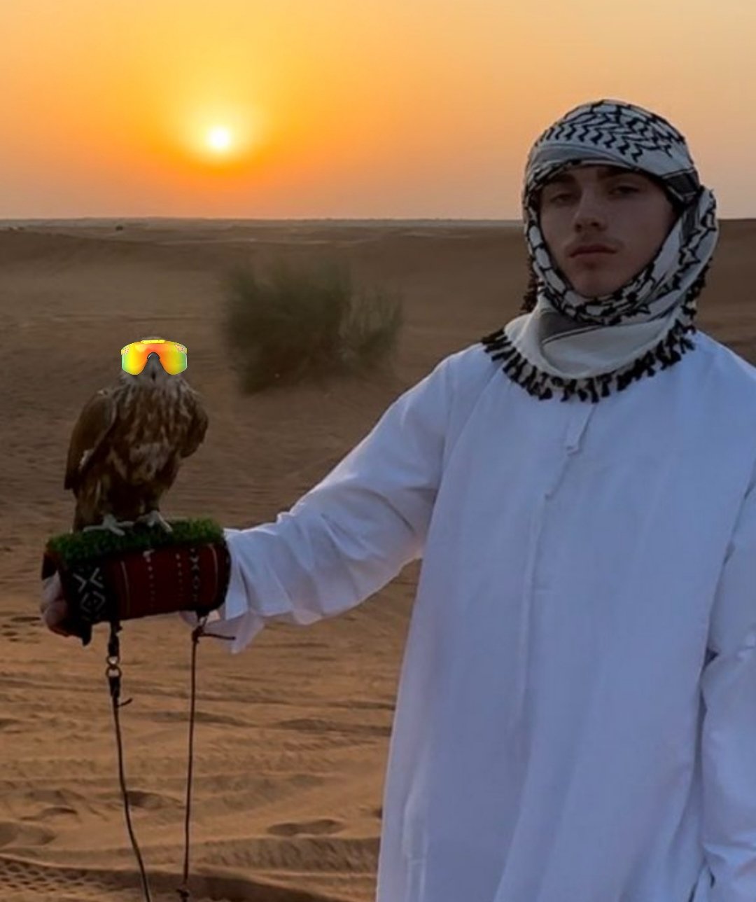 desert falcon mog.jpg