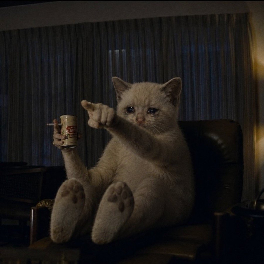Look Kitten